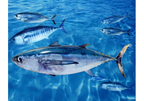 albacore tuna