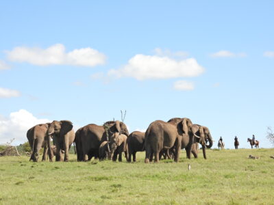 Safari toere