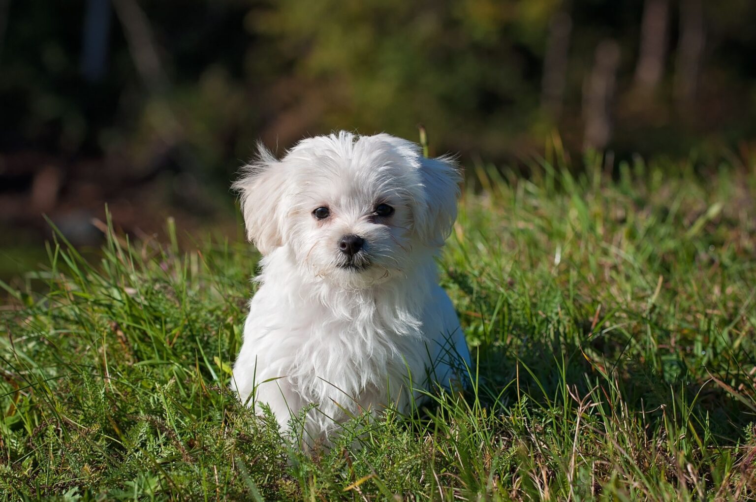 Allevatori di cani