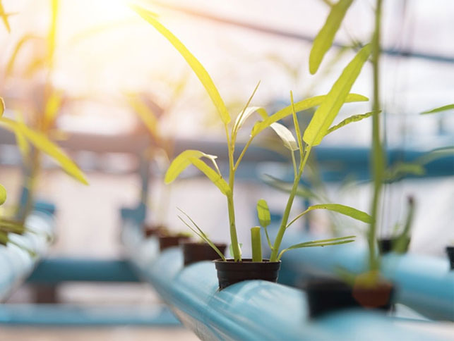 Seed Growing Light