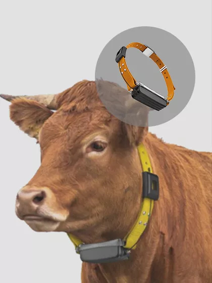 LoRa GPS Cattle Tracker