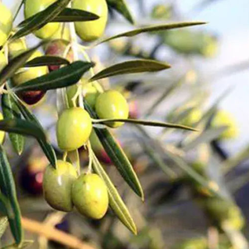 Olive Leaf Extract