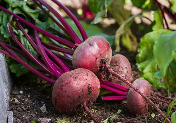 Organic Beet Root Powder