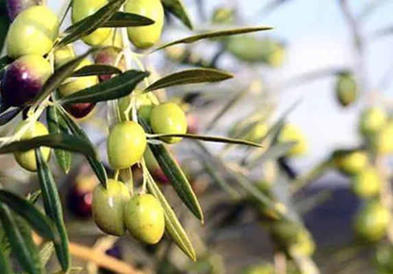 Olive Leaf Extract