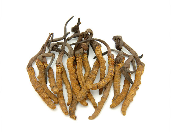 Organic Cordyceps Sinensis CS-4 Powder / Extract