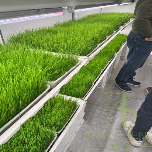 hydroponic fodder container farm