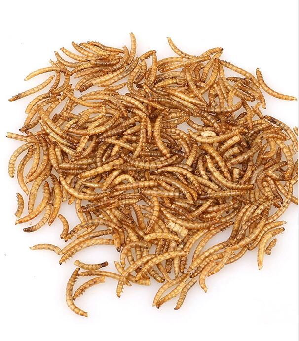 Dried Breadworm