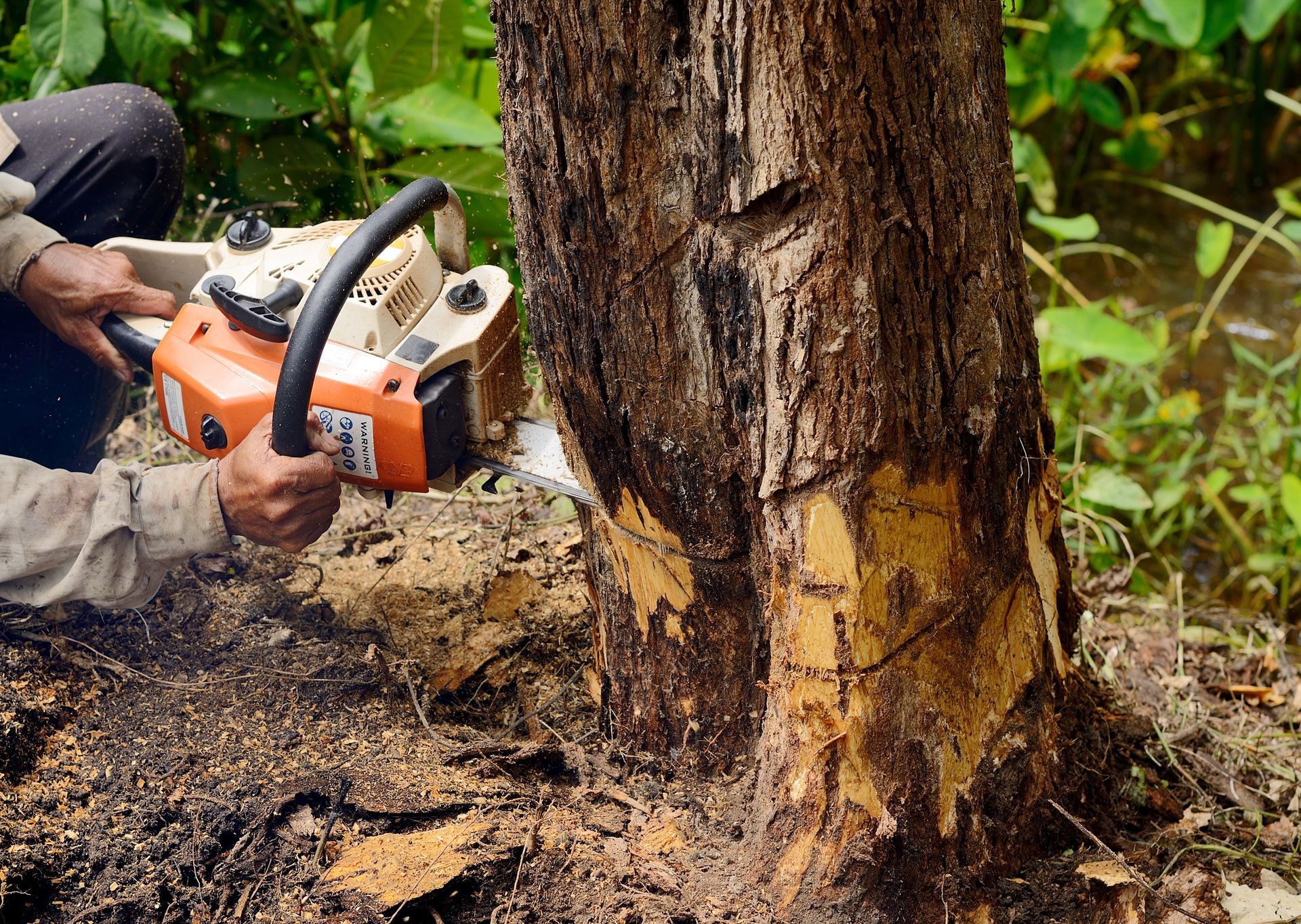 Perkhidmatan memotong pokok-