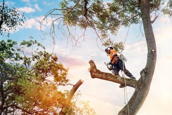 Pokok perkhidmatan penyelenggaraan