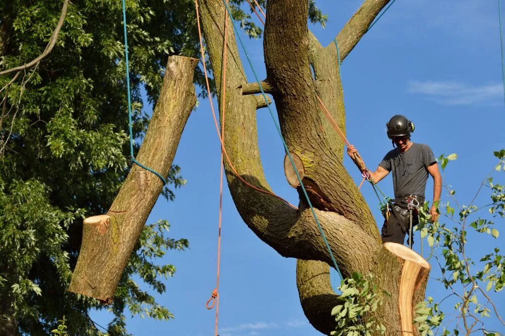 Perkhidmatan memotong pokok-