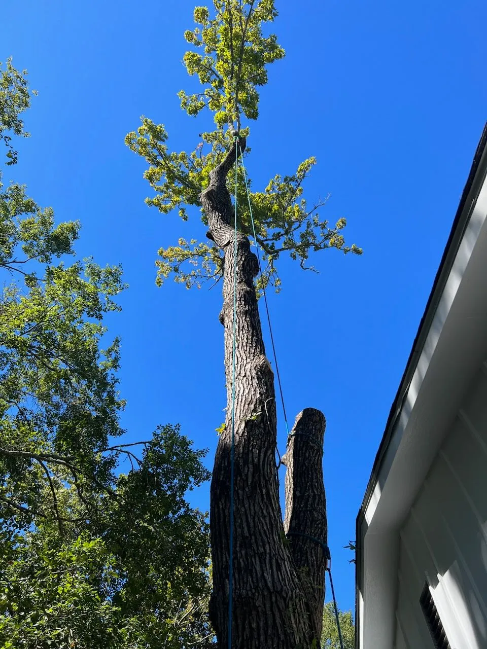 Tree-prerje shërbimeve