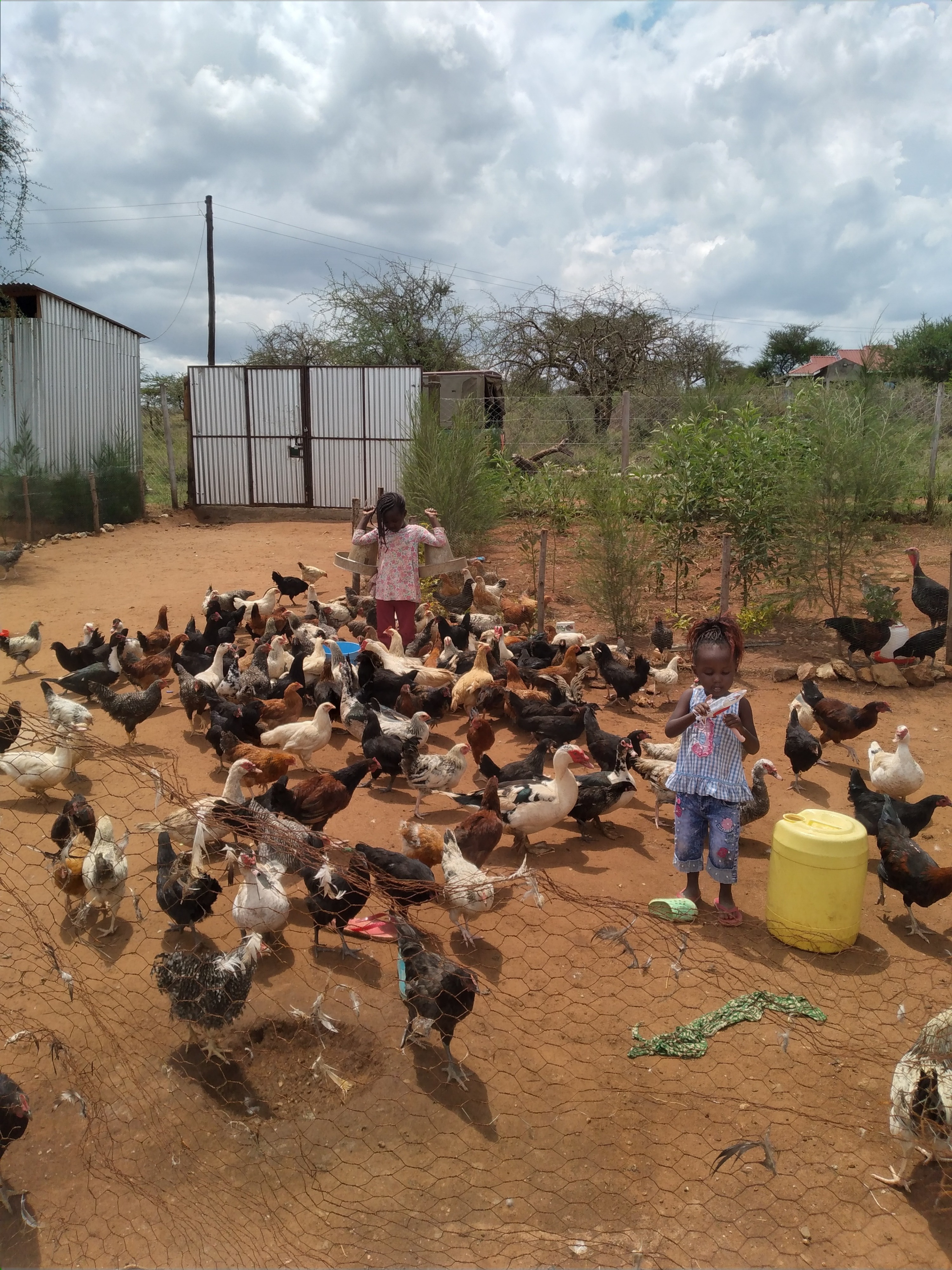 Aves de corral para huevos