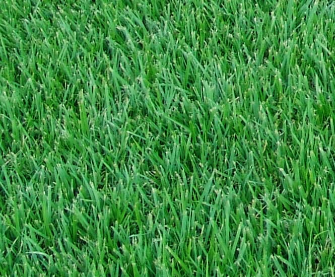 Empire Zoysia Grass