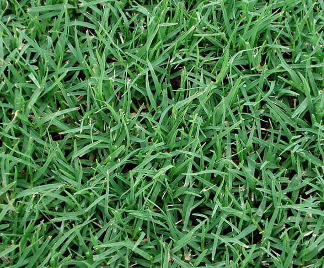 Kikuyu Grass