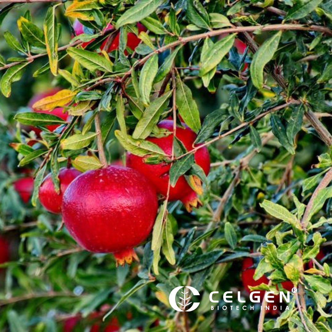 Super Bhagwa Pomegranate Tissue Culture Plants