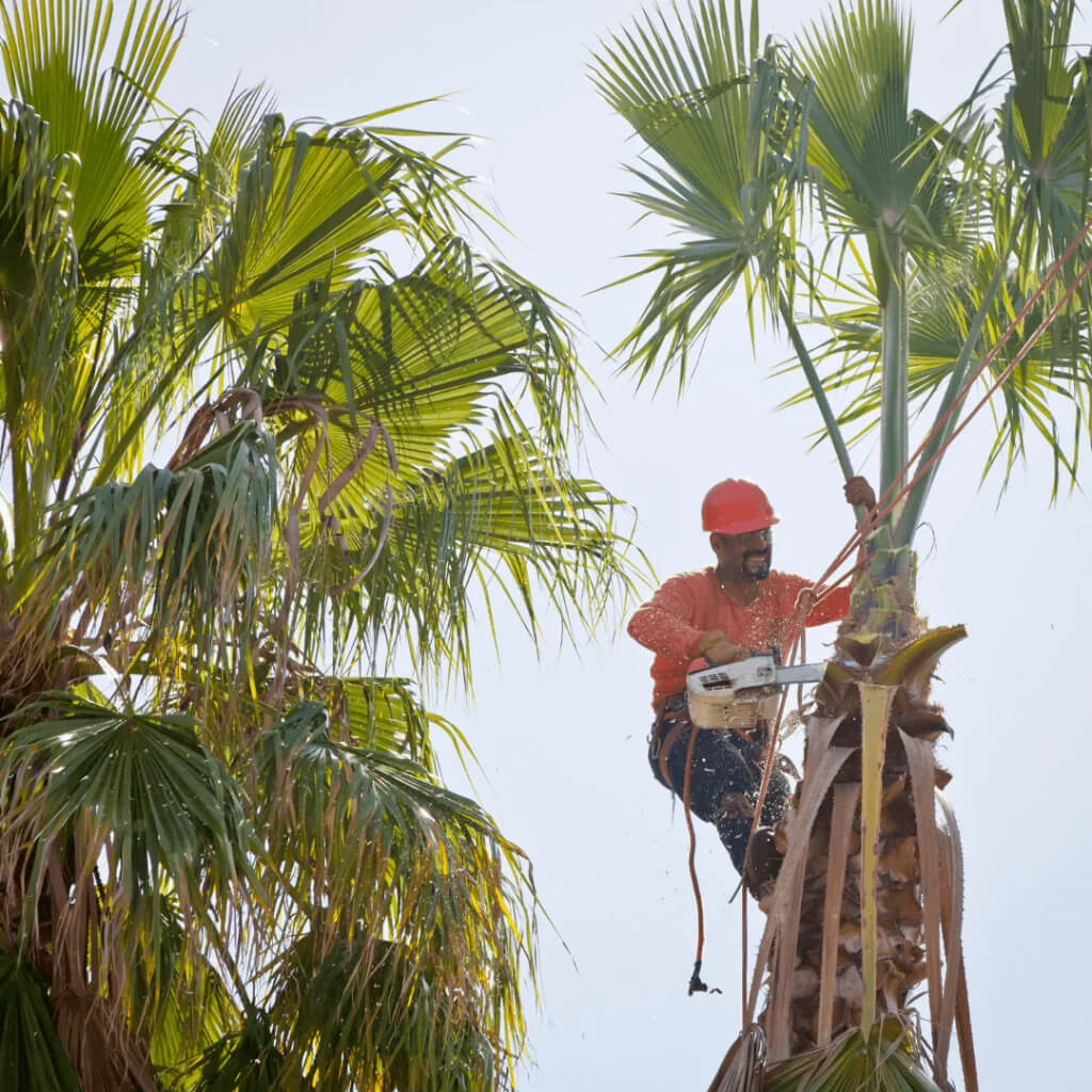 Simon’s La Vergne​ ​Tree Service