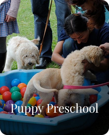 Puppy Pre-School