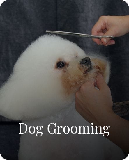 Dog Grooming