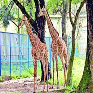 動物用餌