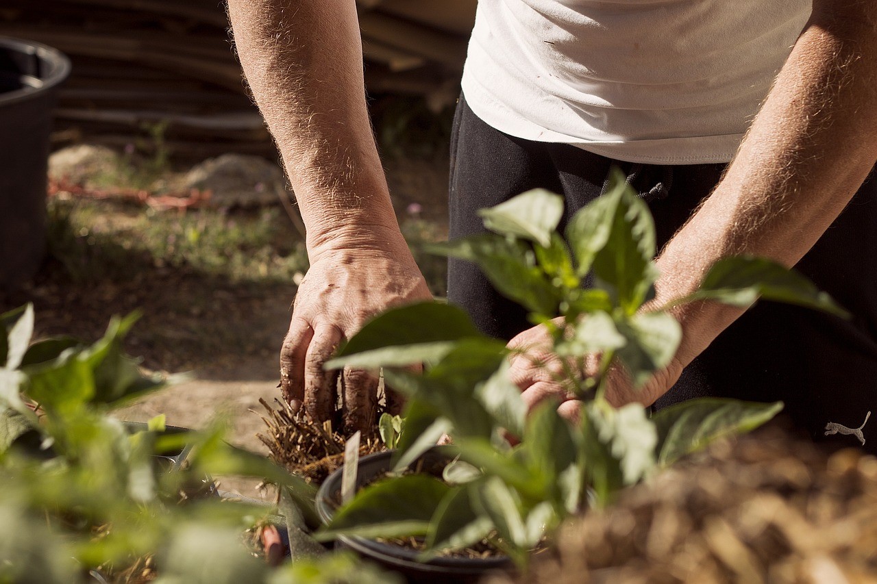 Servicii de tăiere a arborilor