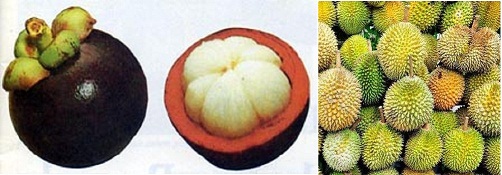 Mangostanes