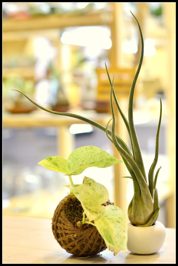 Plantas y hierbas medicinales