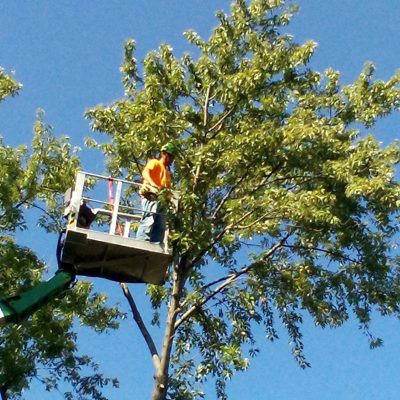 Nur Tree Services 