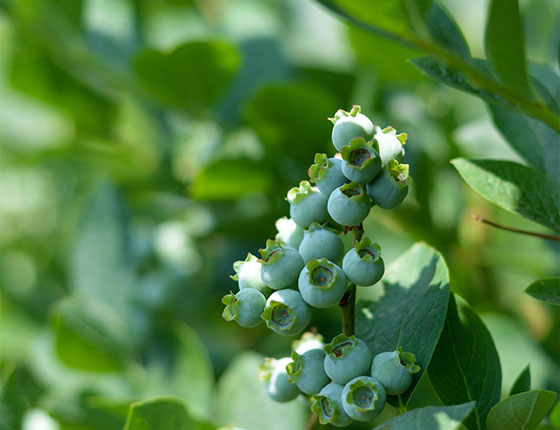 உணவு மற்றும் தீவன சேர்க்கைகள்