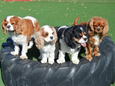 Pet Resort Home - Doggie Dude Ranch and the O'Cat Corral