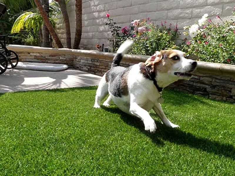 Artificial Grass for Pets