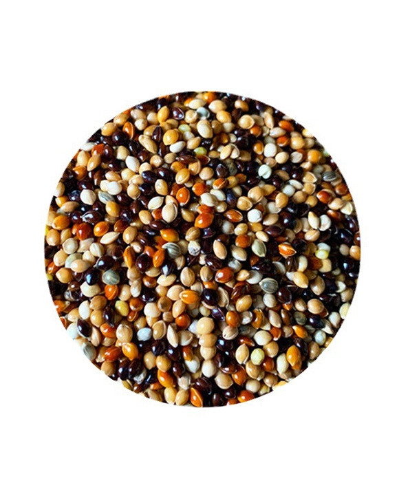 White/Yellow/Red/Black/Brown Millet Seed for Bird