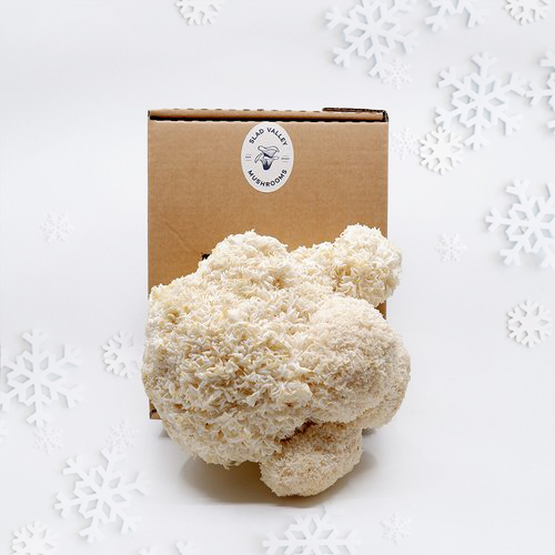 Christmas Mushroom Grow Kit