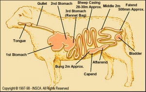 Sarung kambing biri-biri