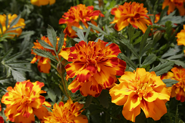 Plantas de florescência