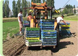 La plantació i jardineria