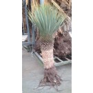 Yucca palmboom