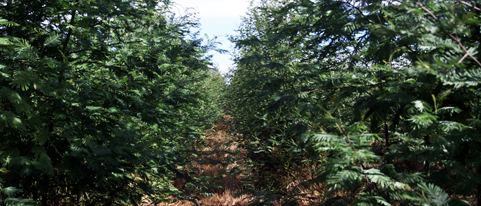 Planta de biocombustibles, projectes clau en mà