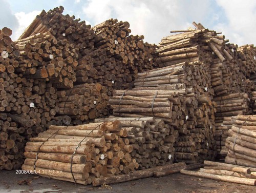 Eucalyptus globulus logs