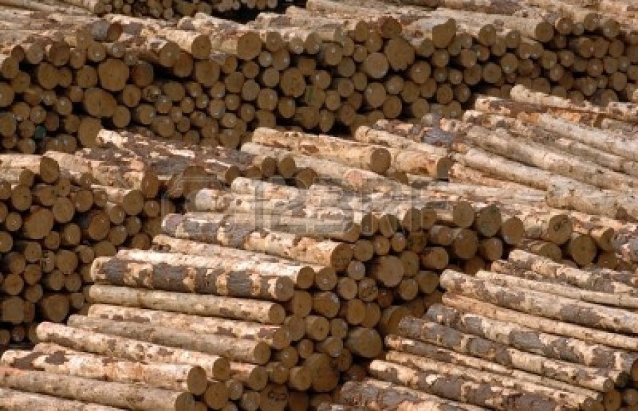 A Pile A Logs