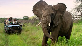 "Safari turai