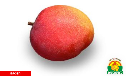 Čerstvé mango