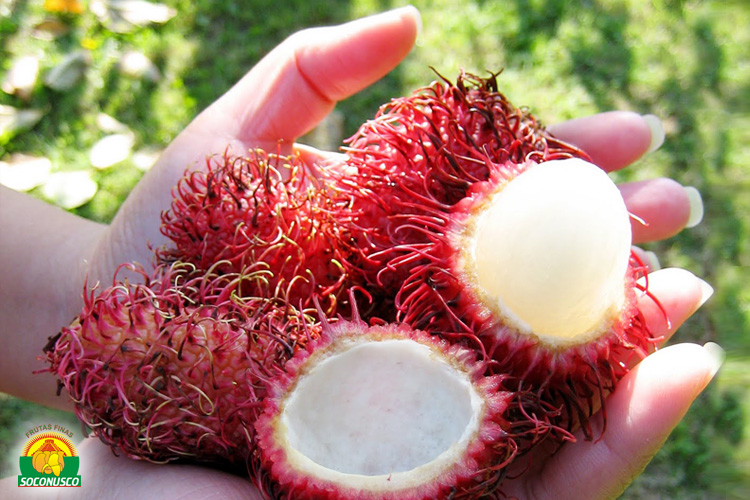 Rambutan