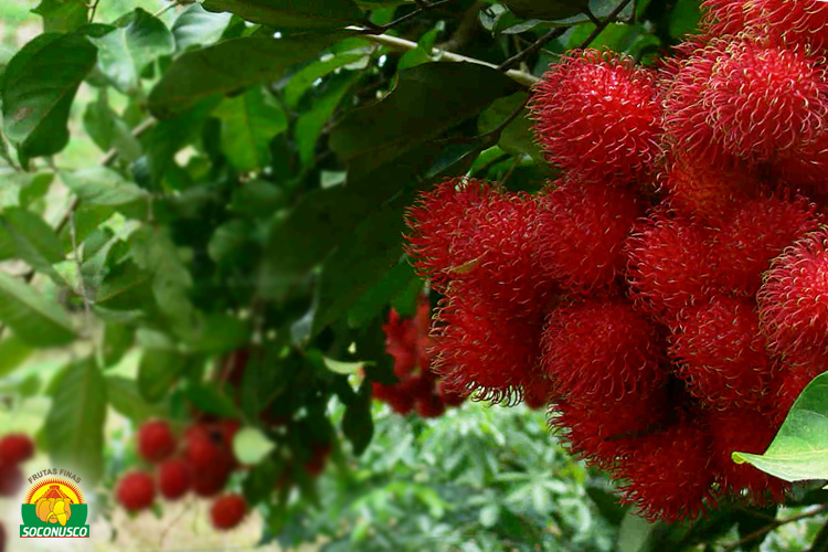 Գյուղատնտեսություն