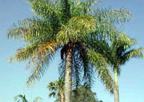 Palms, xurma ağacları