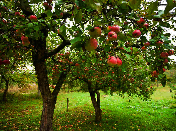 Obstbäume