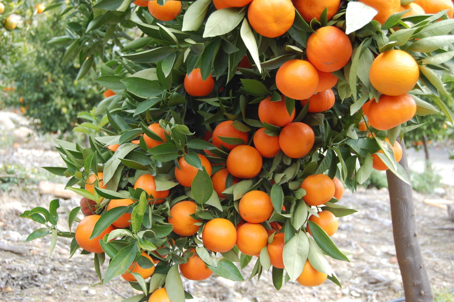 Citrus fruit trees