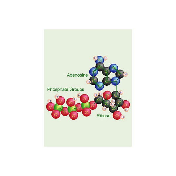 Adenosine Complex