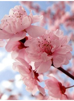 Japanese Cherry Blossom (Bath & Body Works)