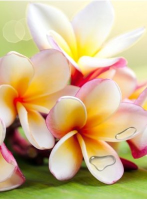 Plumeria (Bath & Body Works)