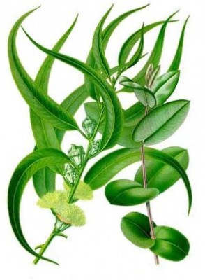 Eucalyptus Oil (น้ำมันยูคาลิปตัส)